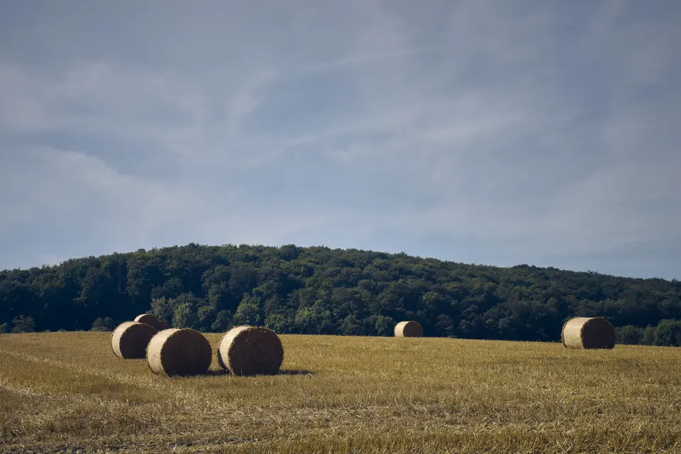 The harvest