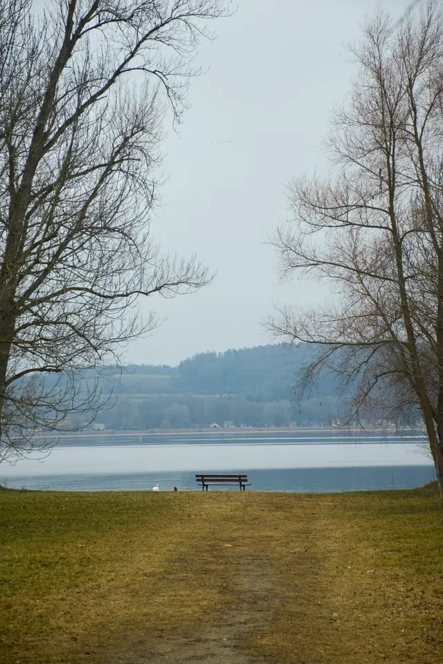 Lakeside trees